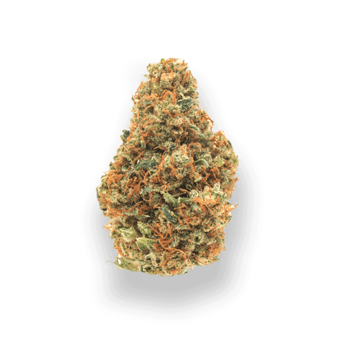 buy weed online edmonton sativa quadzilla cannabis delivery2 - Black Rabbit Weed Online Dispensary | What happened to Black Rabbit?