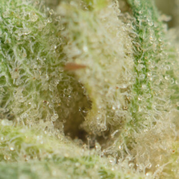 Pineapple Express Macro 350x350 - Pineapple Express