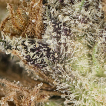 Jack the Ripper Macro 350x350 - Jack the Ripper