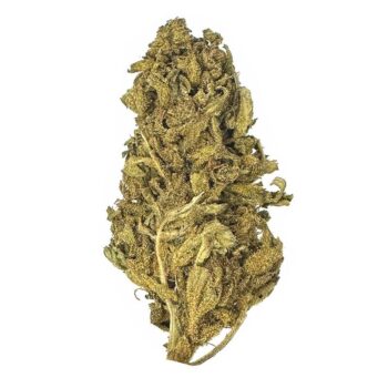 KAMIKAZI GG4 1.JPG 461 2 350x350 - Gorilla Glue #4 - AA+ - $70/OZ