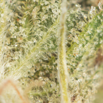 Supreme Nuken Macro 350x350 - Supreme Nuken