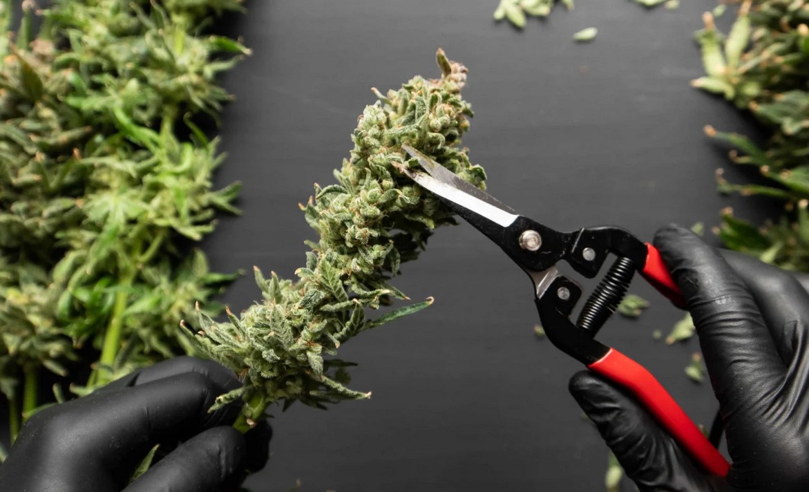 Drying and Curing Marijuana Buds: The Easy Guide