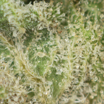 Bubba OG Macro 350x350 - Bubba OG