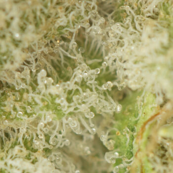 King Tut Macro 350x350 - King Tut