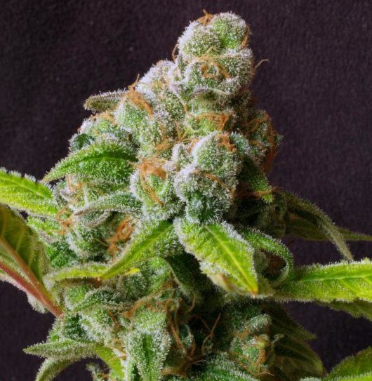 Drying and Curing Marijuana Buds: The Easy Guide