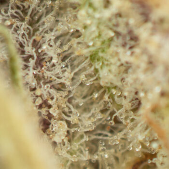 Grape Runtz by Exotic Genetix Macro 350x350 - Grape Runtz