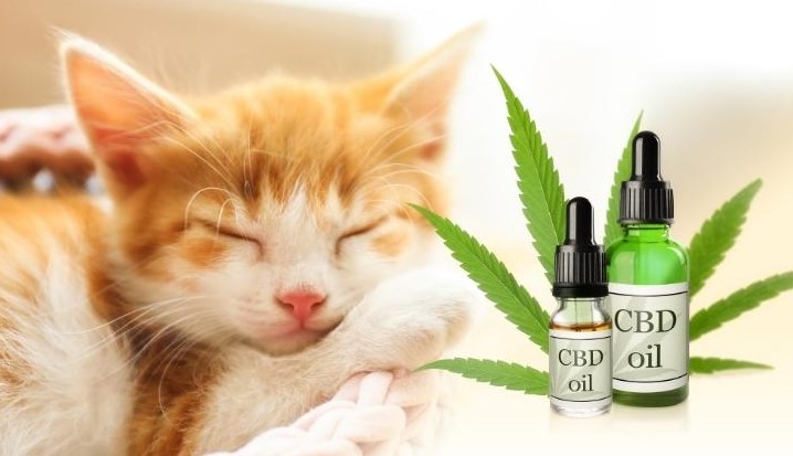 CBD Oil for Cats - CBD Oil for Cats: Guide