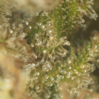 Girl Scout Cookies Strain Macro 350x350 - Girl Scout Cookies