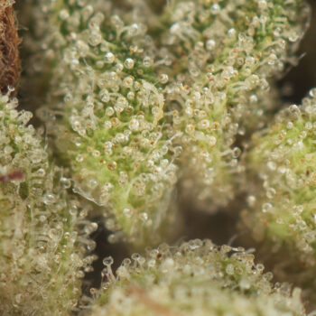 Master Kush Macro 350x350 - Master Kush