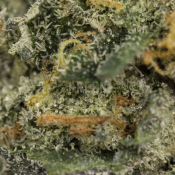 Sherbacio by Alien Labs Macro 350x350 - Sherbacio by Alien Labs