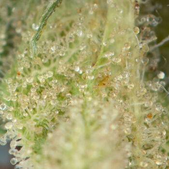 Skywalker OG Strain Macro 350x350 - Skywalker OG