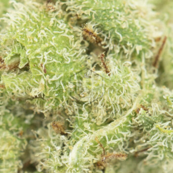 Cinex by Elev8 Seeds Macro 350x350 - Cinex by Elev8 Seeds