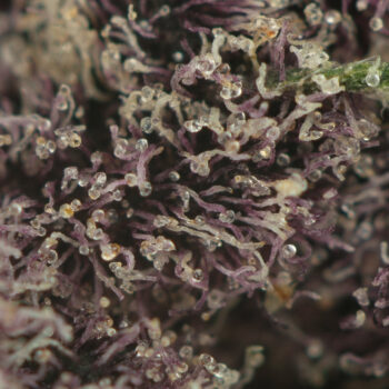 Platinum Huckleberry Soda Smalls Macro Shot 350x350 - Huckleberry Soda (Smalls)