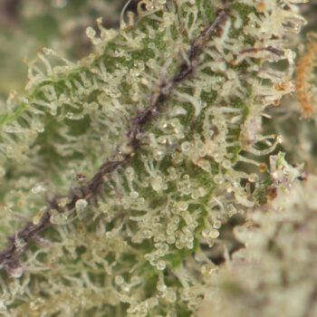 LSD by Barneys Farm Macro 350x350 - LSD by Barney’s Farm