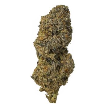 KAMIKAZI BACIO GELATO 12.JPG 576 2 350x350 - Bacio Gelato - AAA+  - $150/Oz