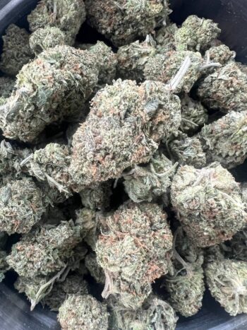 IMAGE 2024 07 15 124145 1 350x467 - Pink Kush Smalls - Indica