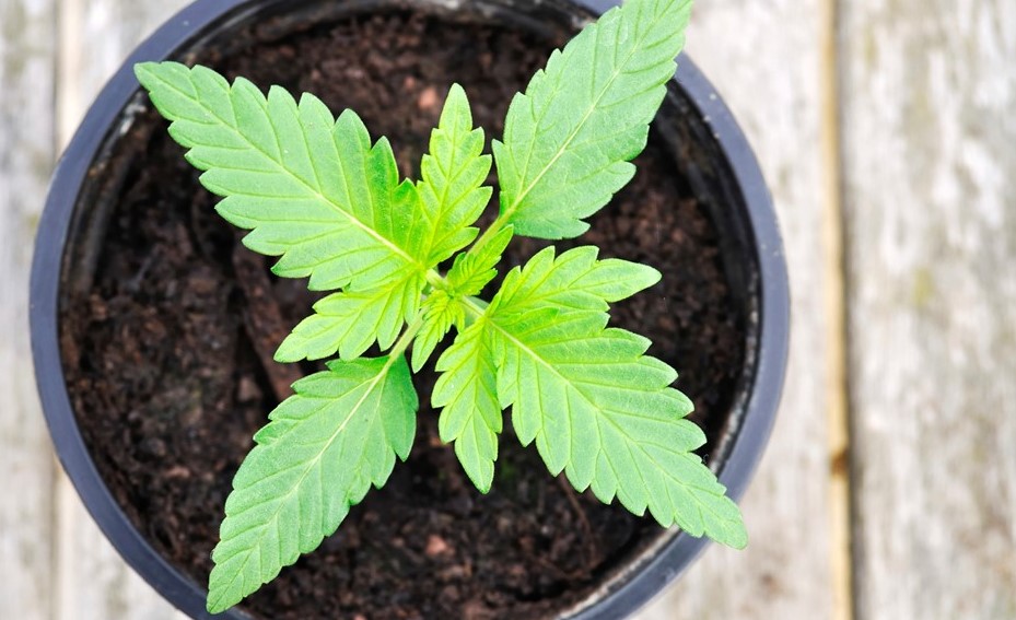comment cultiver du cannabis biologique à la maison 11 - Avantages du cannabis biologique : comment cultiver