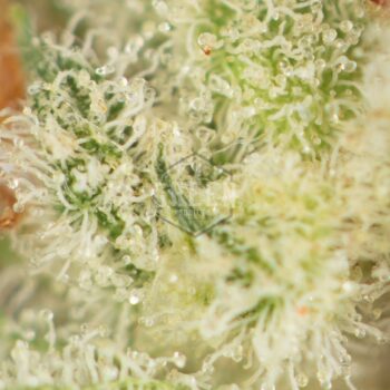 Crunch Berries by Exotic Genetix Macro 350x350 - Crunch Berries by Exotic Genetix