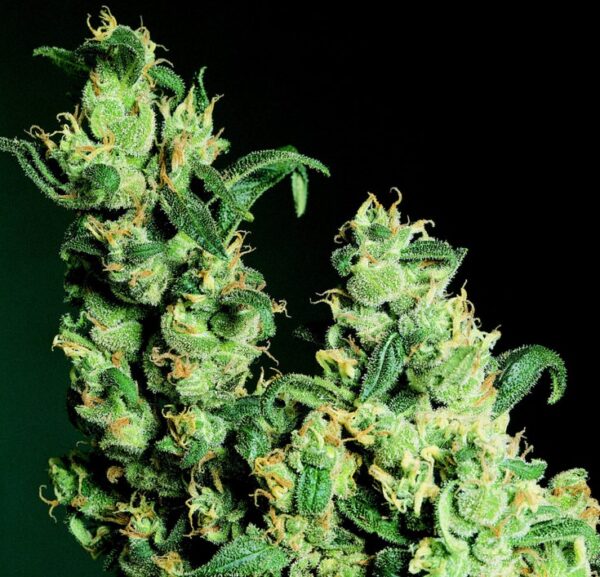 Examen de la variété de cannabis Jack Herer