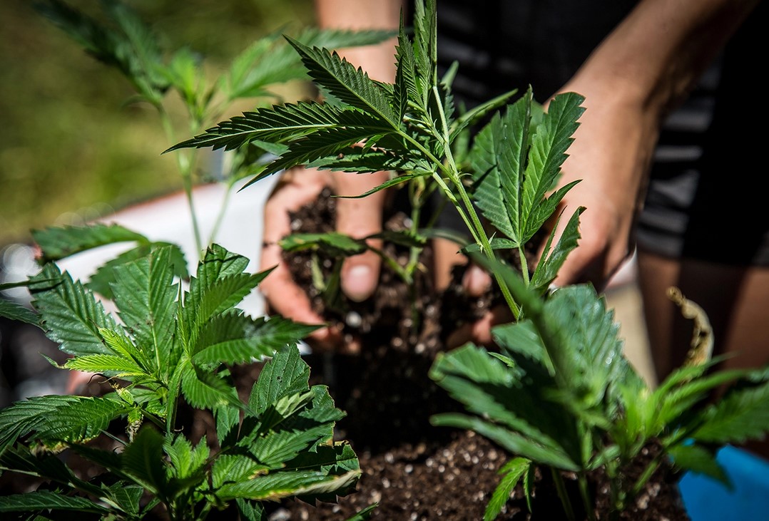 Cannabis Cultivation: 5 Hacks to Increase THC