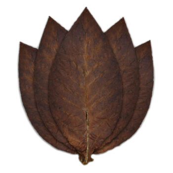 Fronto Leaf