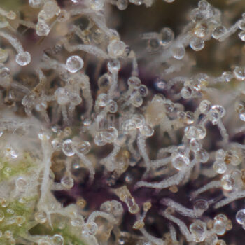 Juicy Fruit Strain Macro 350x350 - Juicy Fruit