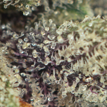 Pink Galaxy by Pluto Craft Cannabis Macro 350x350 - Pink Galaxy by Pluto Craft Cannabis