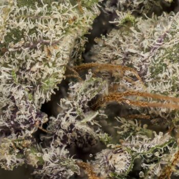 Purple Candy Strain Macro 350x350 - Purple Candy