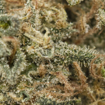 The White Strain Macro 350x350 - The White