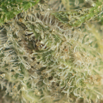 Green Crack Macro Shot 350x350 - Green Crack