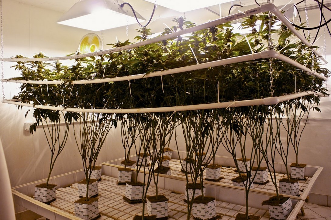 Hydroponic Weed - What Is Hydroponic Weed: Beginner’s Guide