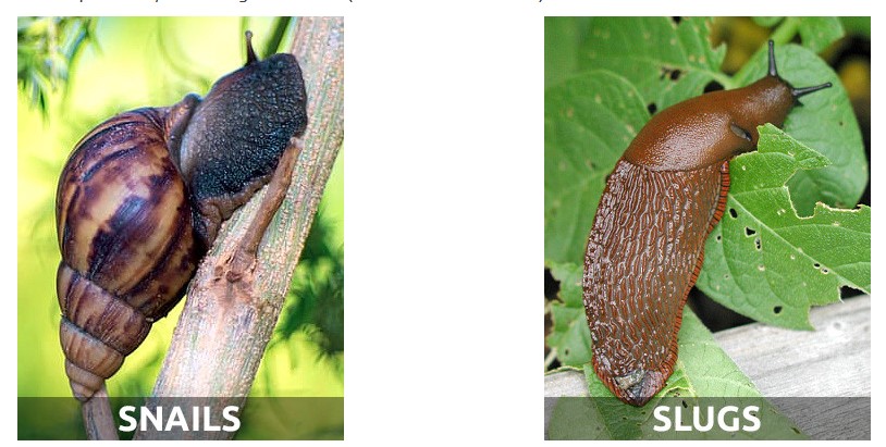 Cannabis Pests: How To Deal With Slugs And Snails