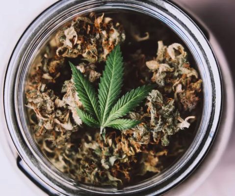 Best Cannabis Strains for Staying Super Productive
