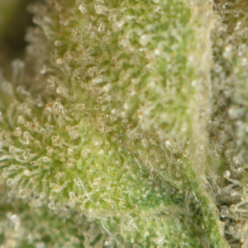 Chernobyl by TGA Subcool Macro 350x350 - Chernobyl by TGA Subcool