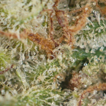 Triangle Mints by Seed Junky Genetics Macro 350x350 - Triangle Mints