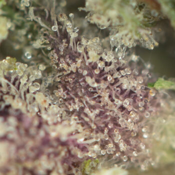 Granddaddy Purple Strain Macro 350x350 - Granddaddy Purple