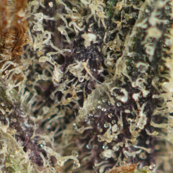 Tom Ford Strain Macro 350x350 - Tom Ford by Designer Meds