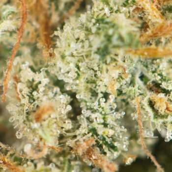 Ghost Train Haze Macro 350x350 - Ghost Train Haze