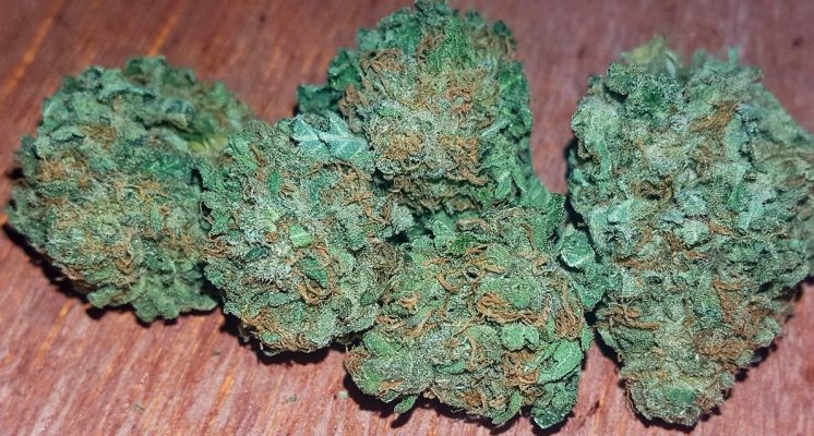 Examen des variétés de cannabis Alien OG