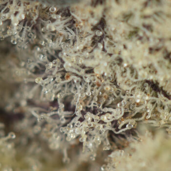 GMO Cookies Macro Shot 350x350 - GMO Cookies