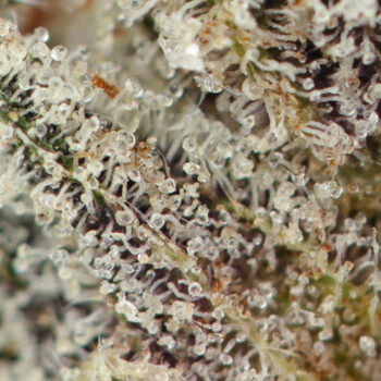 LA Confidential Strain Macro 350x350 - LA Confidential