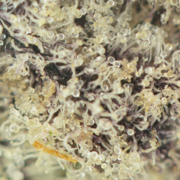 Purple Drank Breath Macro 350x350 - Purple Drank Breath