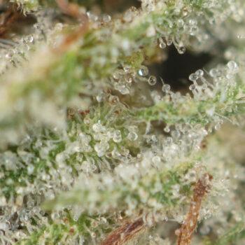 Bubba Kush Strain Macro 350x350 - Bubba Kush