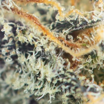 Peanut Butter Breath Macro 350x350 - Peanut Butter Breath