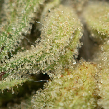 Face Off OG Macro 350x350 - Face Off OG