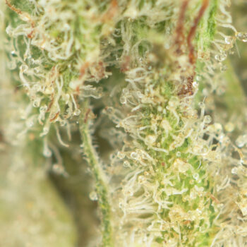 Sour Diesel Macro 350x350 - Sour Diesel