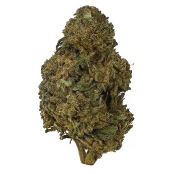 KAMIKAZI BLACK TRIANGLE STRAIN 1.JPG 391 2 350x350 - Black Triangle - AA+ - $70/Oz