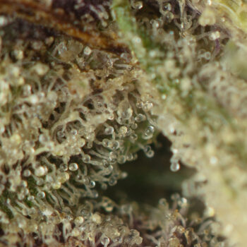 Hindu Kush Macro 350x350 - Hindu Kush