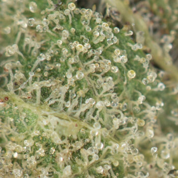 Pink Kush Macro 350x350 - Pink Kush