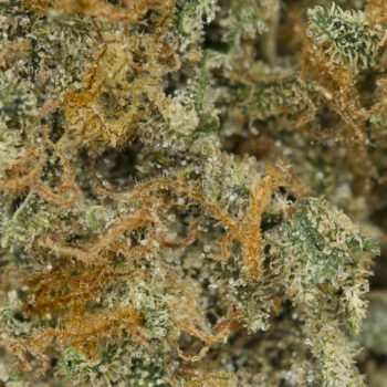 Maui Wowie Strain Macro 350x350 - Maui Wowie